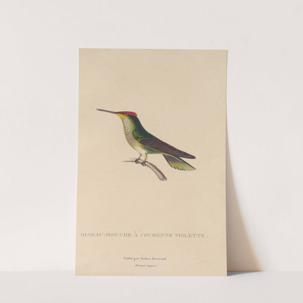 Histoire naturelle des oiseaux-mouches Pl.14 by René-Primevère Lesson