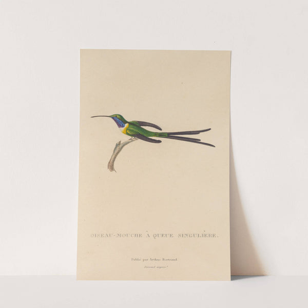 Histoire naturelle des oiseaux-mouches Pl.15 by René-Primevère Lesson