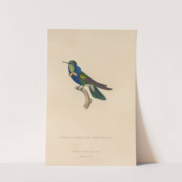 Histoire naturelle des oiseaux-mouches Pl.16 by René-Primevère Lesson