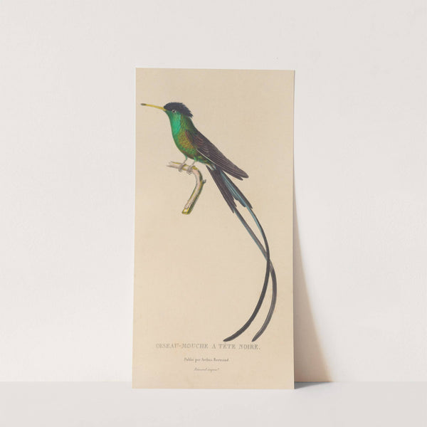 Histoire naturelle des oiseaux-mouches Pl.17 by René-Primevère Lesson