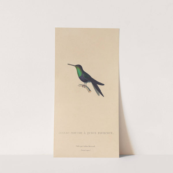 Histoire naturelle des oiseaux-mouches Pl.18 by René-Primevère Lesson