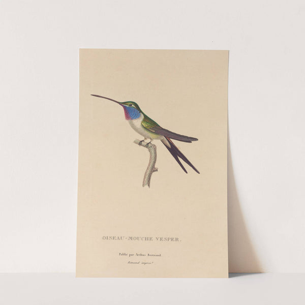 Histoire naturelle des oiseaux-mouches Pl.19 by René-Primevère Lesson