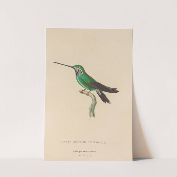 Histoire naturelle des oiseaux-mouches Pl.20 by René-Primevère Lesson