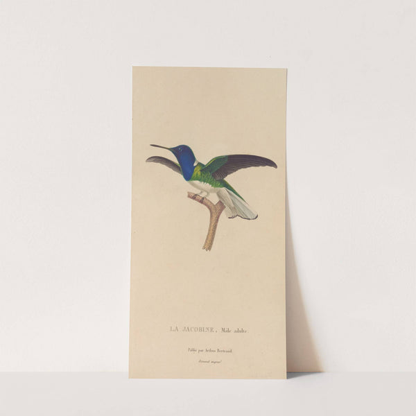 Histoire naturelle des oiseaux-mouches Pl.21 by René-Primevère Lesson