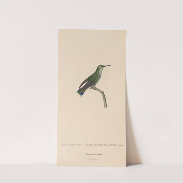 Histoire naturelle des oiseaux-mouches Pl.24 by René-Primevère Lesson