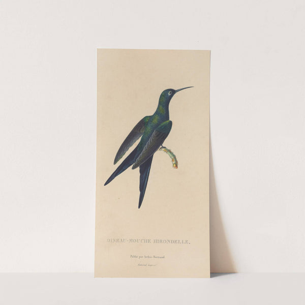 Histoire naturelle des oiseaux-mouches Pl.25 by René-Primevère Lesson