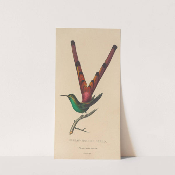 Histoire naturelle des oiseaux-mouches Pl.27 by René-Primevère Lesson