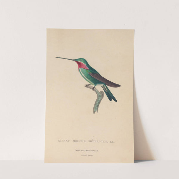 Histoire naturelle des oiseaux-mouches Pl.29 by René-Primevère Lesson