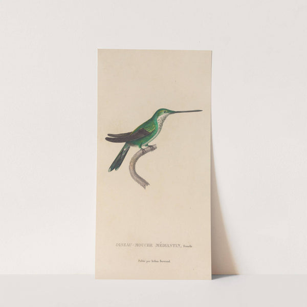 Histoire naturelle des oiseaux-mouches Pl.30 by René-Primevère Lesson