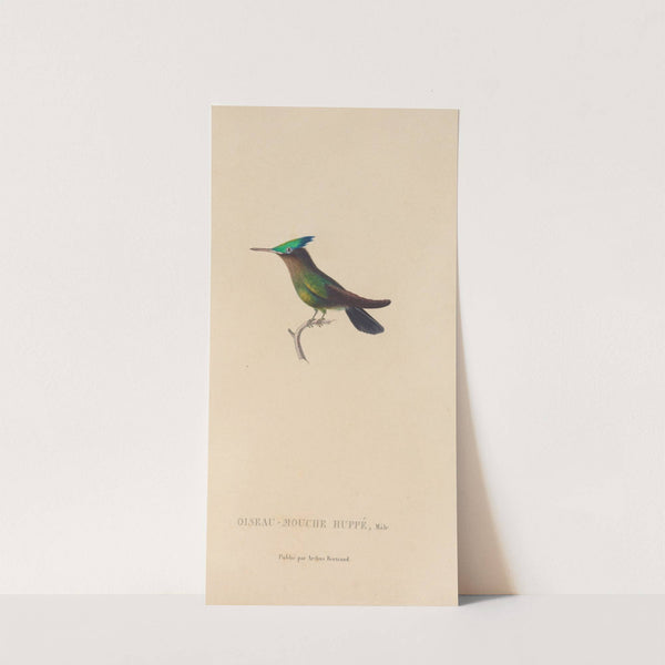 Histoire naturelle des oiseaux-mouches Pl.31 by René-Primevère Lesson