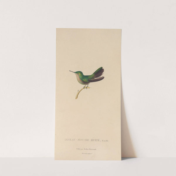 Histoire naturelle des oiseaux-mouches Pl.32 by René-Primevère Lesson