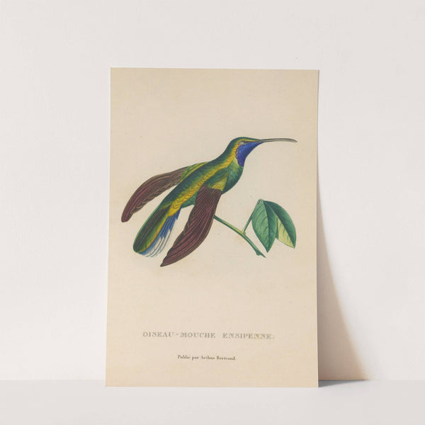 Histoire naturelle des oiseaux-mouches Pl.35 by René-Primevère Lesson