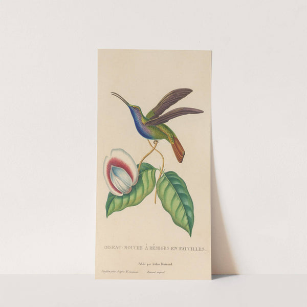 Histoire naturelle des oiseaux-mouches Pl.36 by René-Primevère Lesson