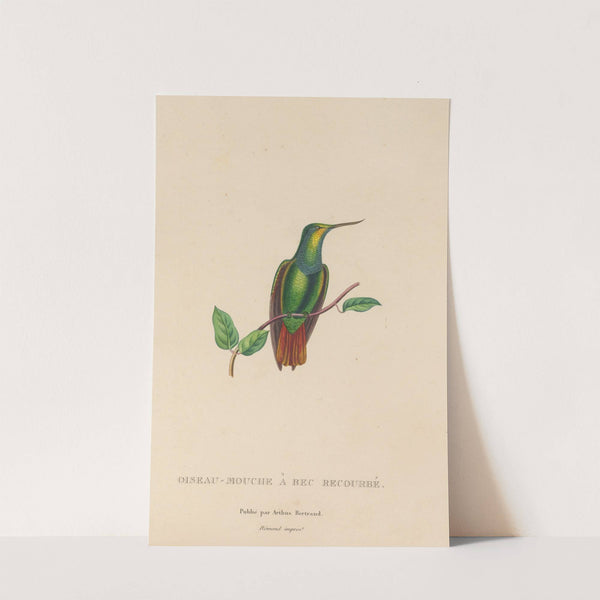 Histoire naturelle des oiseaux-mouches Pl.37 by René-Primevère Lesson