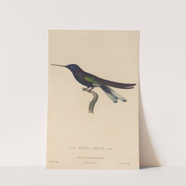 Histoire naturelle des oiseaux-mouches Pl.38 by René-Primevère Lesson