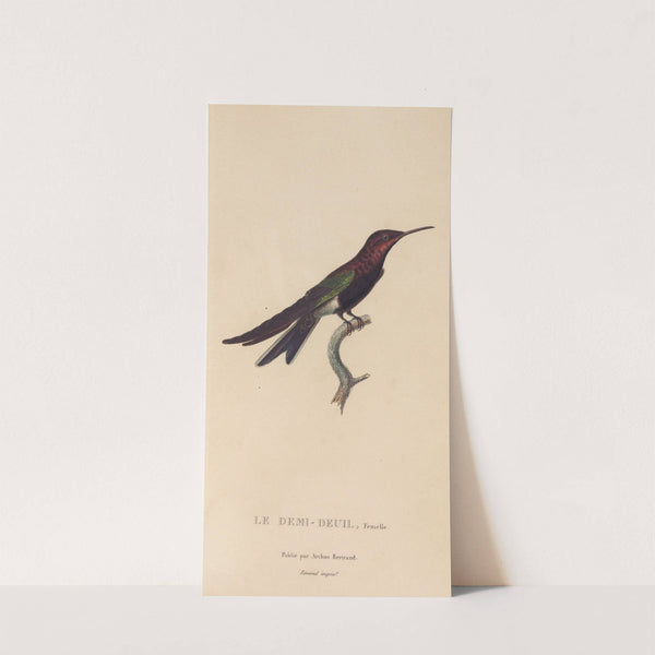 Histoire naturelle des oiseaux-mouches Pl.39 by René-Primevère Lesson