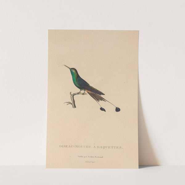 Histoire naturelle des oiseaux-mouches Pl.40 by René-Primevère Lesson