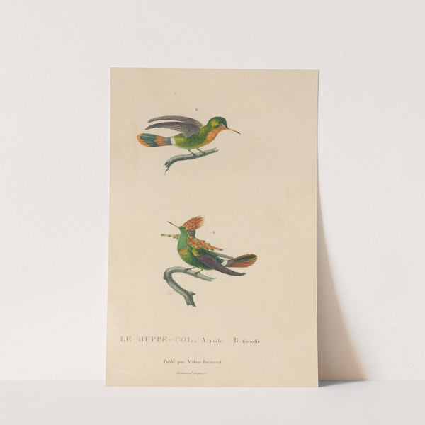 Histoire naturelle des oiseaux-mouches Pl.41 by René-Primevère Lesson