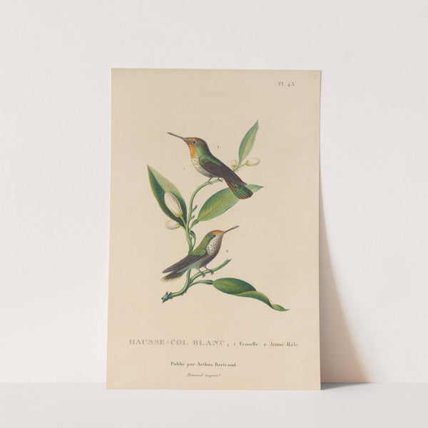 Histoire naturelle des oiseaux-mouches Pl.43 by René-Primevère Lesson