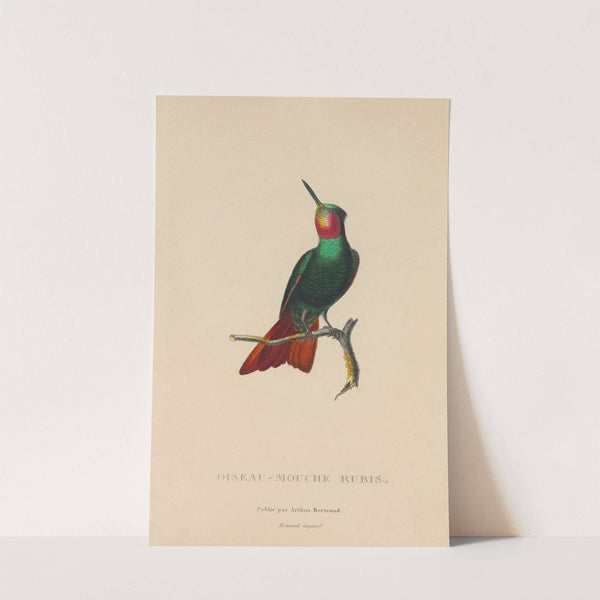 Histoire naturelle des oiseaux-mouches Pl.44 by René-Primevère Lesson