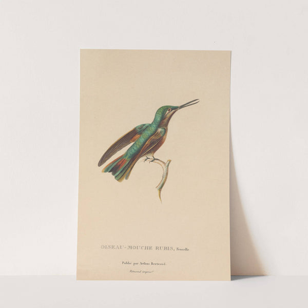 Histoire naturelle des oiseaux-mouches Pl.45 by René-Primevère Lesson