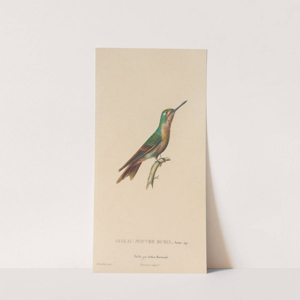 Histoire naturelle des oiseaux-mouches Pl.46 by René-Primevère Lesson