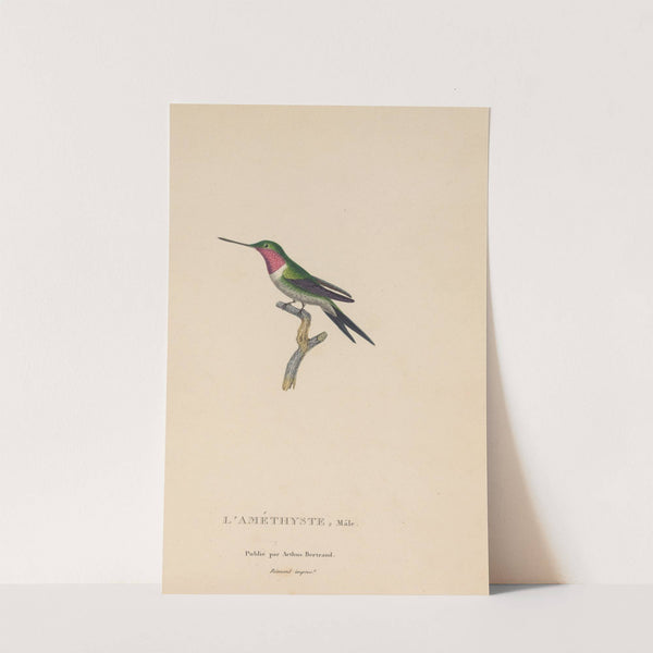 Histoire naturelle des oiseaux-mouches Pl.47 by René-Primevère Lesson