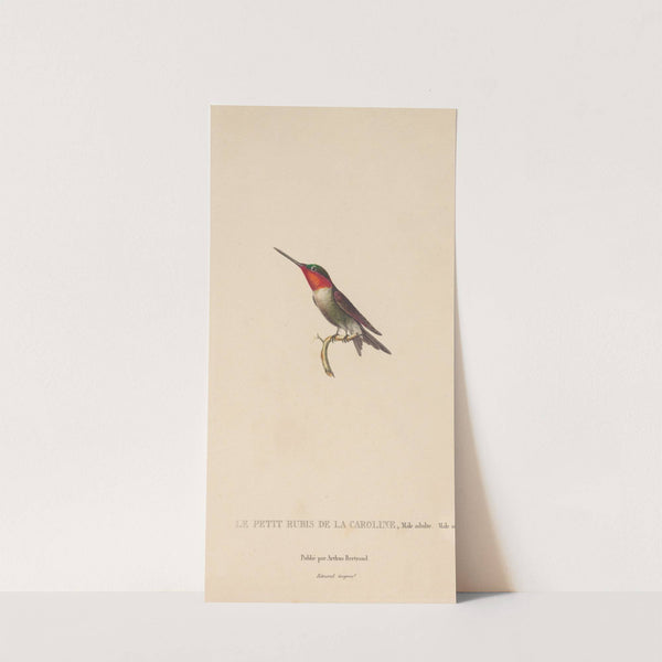 Histoire naturelle des oiseaux-mouches Pl.48 by René-Primevère Lesson