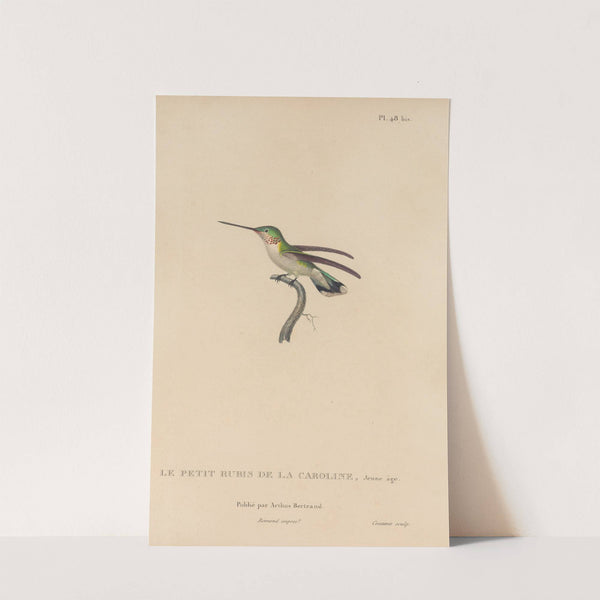 Histoire naturelle des oiseaux-mouches Pl.49 by René-Primevère Lesson