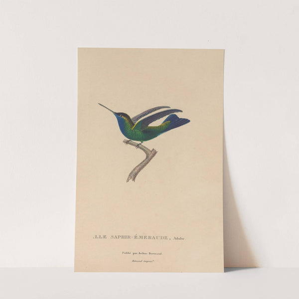 Histoire naturelle des oiseaux-mouches Pl.50 by René-Primevère Lesson