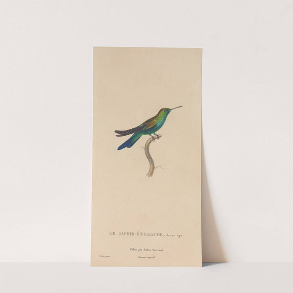 Histoire naturelle des oiseaux-mouches Pl.51 by René-Primevère Lesson