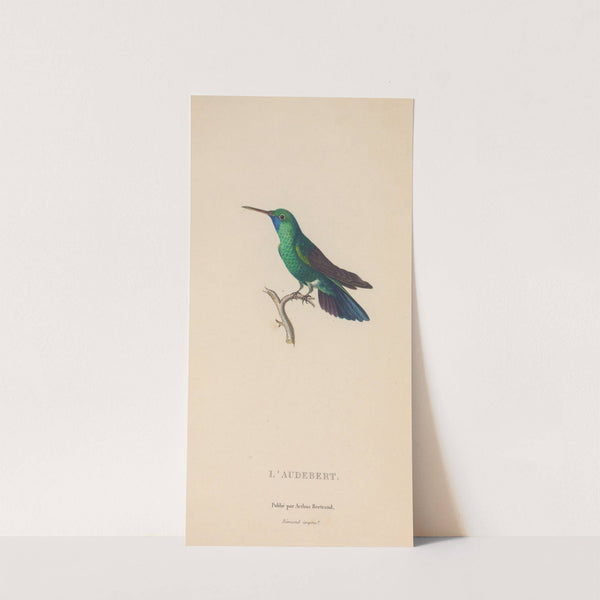 Histoire naturelle des oiseaux-mouches Pl.52 by René-Primevère Lesson