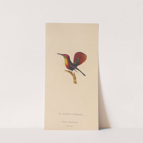 Histoire naturelle des oiseaux-mouches Pl.53 by René-Primevère Lesson