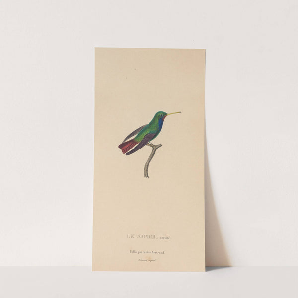 Histoire naturelle des oiseaux-mouches Pl.58 by René-Primevère Lesson