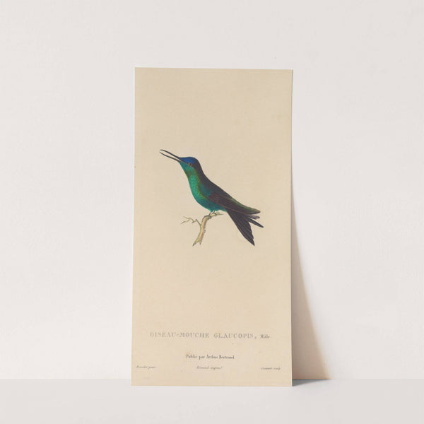 Histoire naturelle des oiseaux-mouches Pl.59 by René-Primevère Lesson