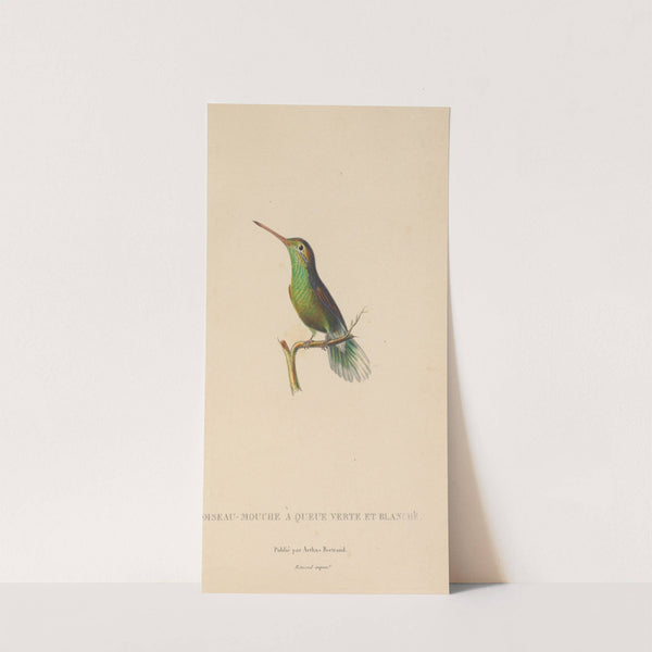 Histoire naturelle des oiseaux-mouches Pl.61 by René-Primevère Lesson