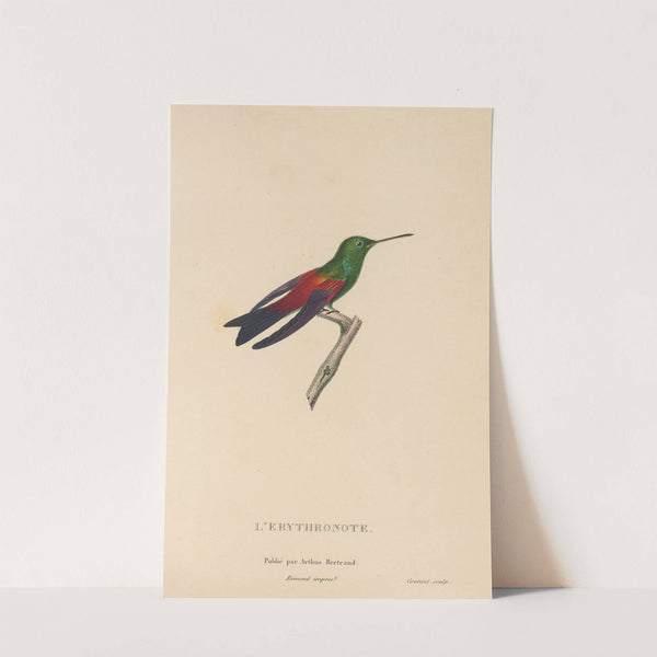 Histoire naturelle des oiseaux-mouches Pl.62 by René-Primevère Lesson