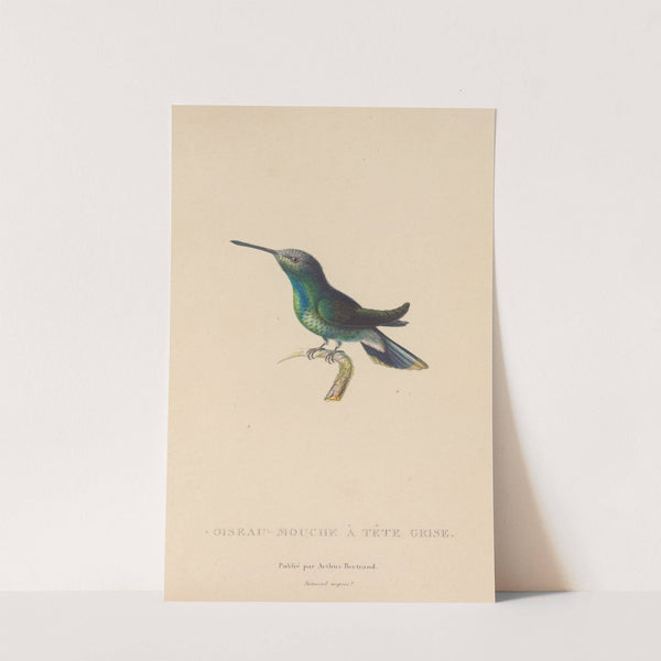 Histoire naturelle des oiseaux-mouches Pl.63 by René-Primevère Lesson