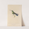 Histoire naturelle des oiseaux-mouches Pl.64 by René-Primevère Lesson