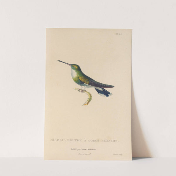 Histoire naturelle des oiseaux-mouches Pl.64 by René-Primevère Lesson