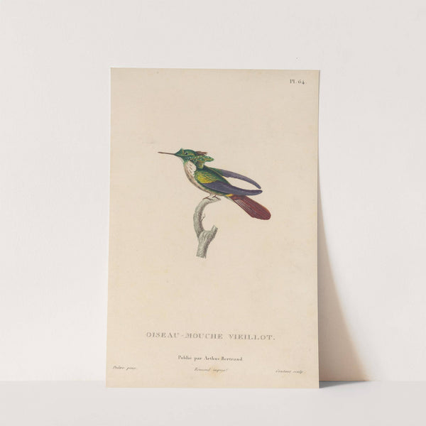 Histoire naturelle des oiseaux-mouches Pl.65 by René-Primevère Lesson