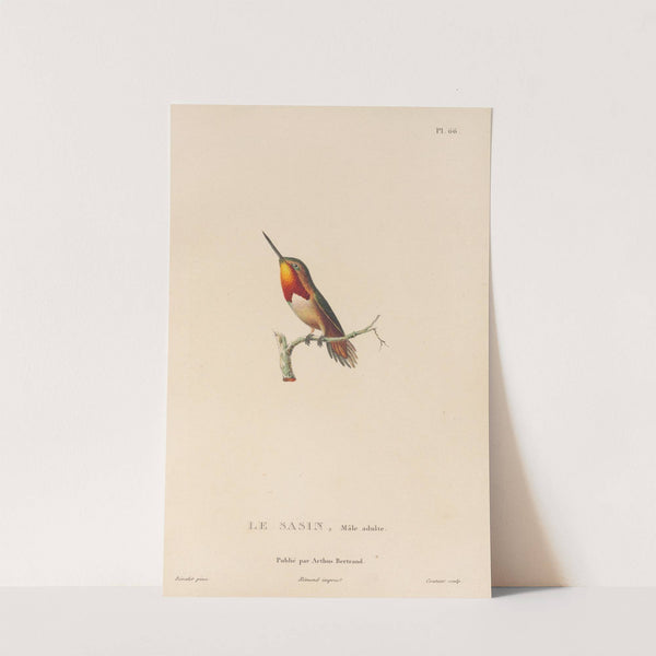 Histoire naturelle des oiseaux-mouches Pl.67 by René-Primevère Lesson