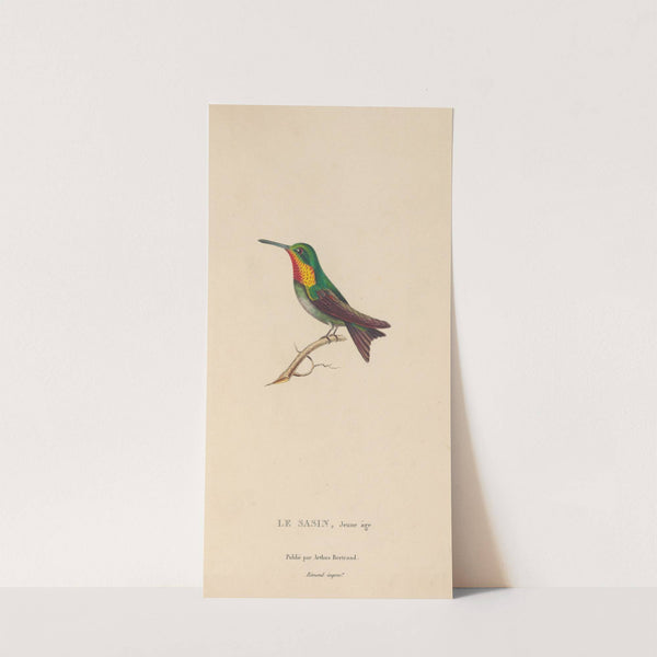 Histoire naturelle des oiseaux-mouches Pl.68 by René-Primevère Lesson