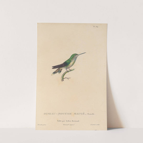 Histoire naturelle des oiseaux-mouches Pl.70 by René-Primevère Lesson