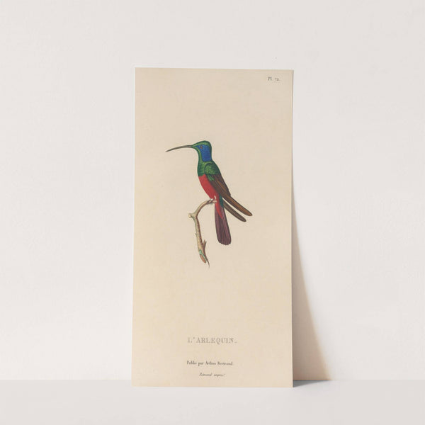 Histoire naturelle des oiseaux-mouches Pl.73 by René-Primevère Lesson