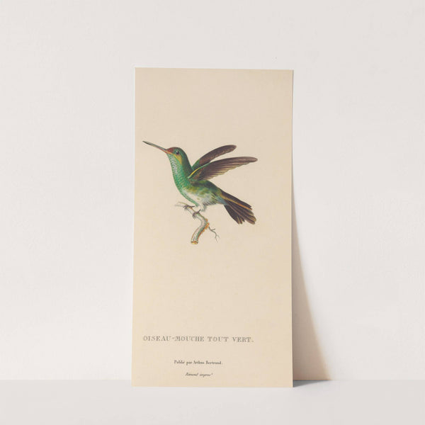 Histoire naturelle des oiseaux-mouches Pl.76 by René-Primevère Lesson