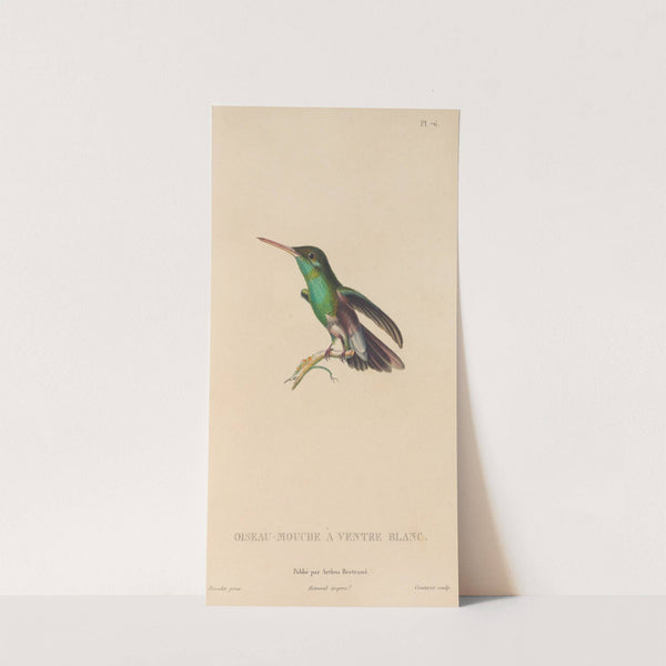 Histoire naturelle des oiseaux-mouches Pl.77 by René-Primevère Lesson