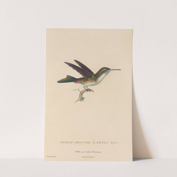 Histoire naturelle des oiseaux-mouches Pl.78 by René-Primevère Lesson