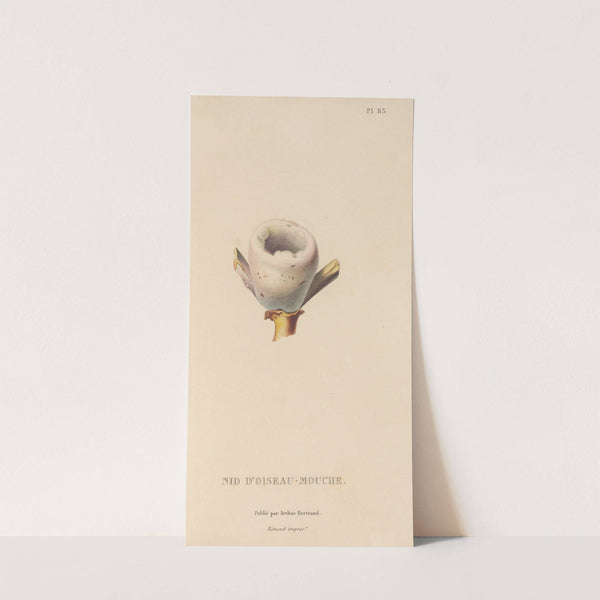 Histoire naturelle des oiseaux-mouches Pl.84 by René-Primevère Lesson