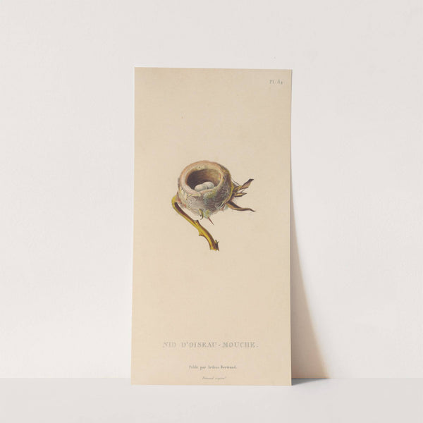 Histoire naturelle des oiseaux-mouches Pl.85 by René-Primevère Lesson